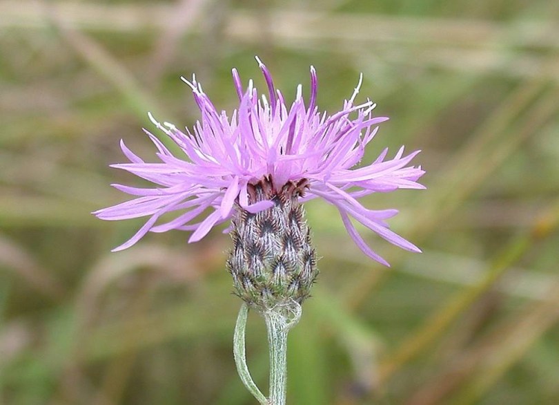 RheinlÄndische Flockenblume, Centaurea rhenana, etnobotanika